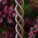 Hookah Snake Shisha Triple Spiral Purple Walnut