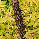 Hookah Snake Shisha Triple Spiral Wenge